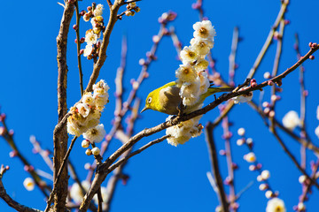 The Japanese White eye.The background is plum blossoms. Located in Kamakura, Kanagawa Prefecture Japan.