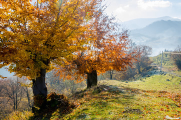 Autumn landscape, a tree with orange leaves in the foreground, the frost on green grass autumn mountain in fog in the background.