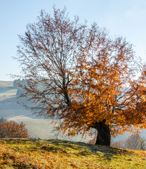Fototapeta premium Autumn landscape, a tree with orange leaves in the foreground, the frost on green grass autumn mountain in fog in the background.