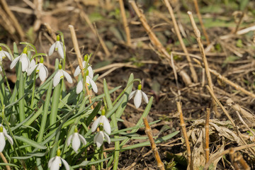 White Snowdrop Flowers
