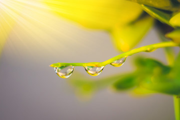 Dew on the leaves with morning sun to start a new life.