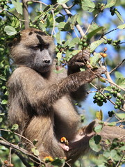 baboon with berries
