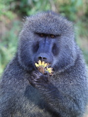 portrait of a baboon with a banana