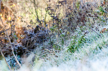 autumn landscape. frozen grass covered with frost.
