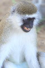 portrait of a monkey