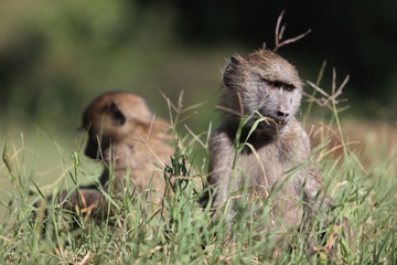 Little baboons