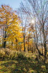 Autumn landscape, trees with colorful leaves, frost on green grass, autumn mountain in fog in the background.