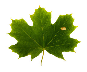 Autumn maple branch with leaves isolated
