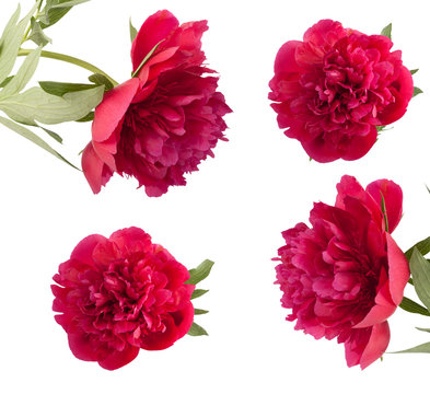 Set the beautiful bouquet of pink peonies