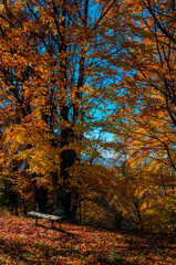Fototapeta premium autumn landscape. Autumn forest with yellow leaves, wooden bench on the edge of the forest