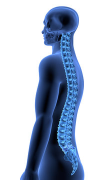 The Human Body - Spine side view II. X-ray Effect. 3D illustration