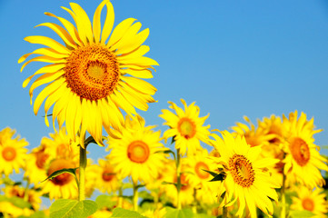 Summer season, nature picture, field of sunflowers under blue sky