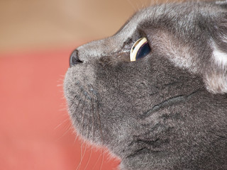 Profilo di muso di gatto