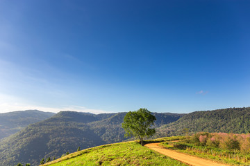 single tree and dirt road on mountain in Thailand