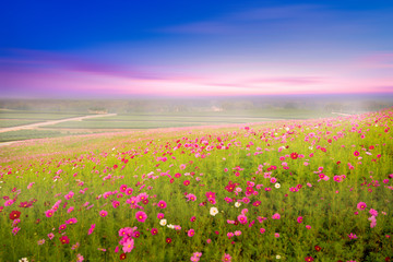Obraz premium Cosmos field with landscape view while sunset.