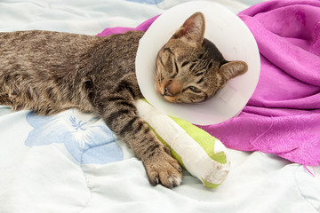 broken leg splint cat