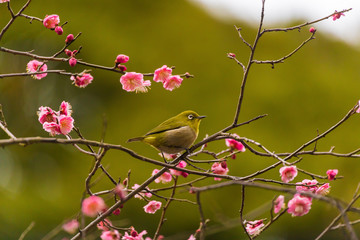 The Japanese White eye.The background is plum blossoms. Located in Yokohama, Kanagawa Prefecture Japan.