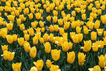 Beautiful bouquet of yellow tulips. Tulip symbol spring celebrate.