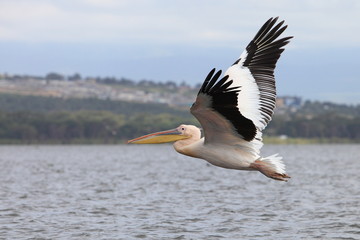 flying pelican