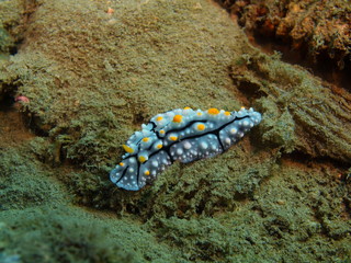 True sea slug