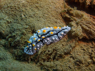 True sea slug