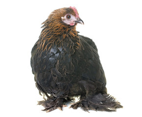 pekin bantam in studio