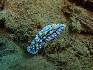 True sea slug