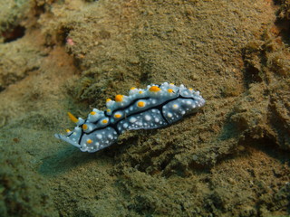 True sea slug