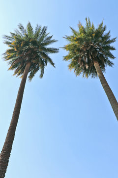 Twins palm trees raised high in the clear sky.