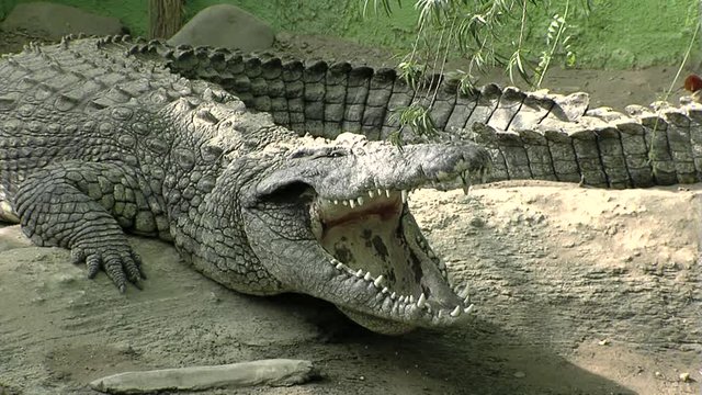 Crocodile opening the mouth