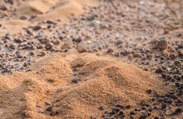 Black ants nest in desert,an anthill