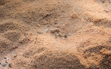 Black ants nest in desert,an anthill
