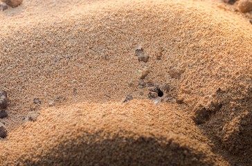 Black ants nest in desert,an anthill