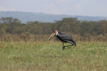 portrait of Marabu