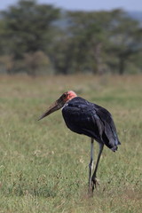 portrait of Marabu