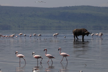 flamingos and buffalo