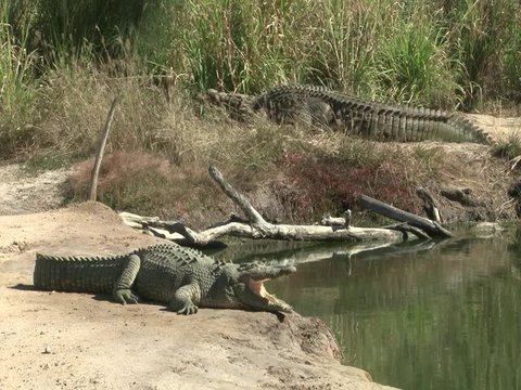 Injured crocodile with his mouth opened