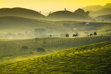 Obraz premium Beauty fresh green tea in sunrise, Moc Chau highland of Vietnam. Beauty highlands in sunrise landscapes.