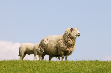 Schafe und Lamm stehen auf der Weide