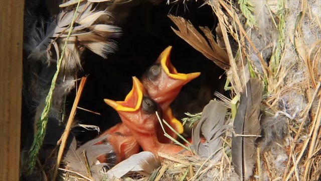 Four tiny young and hungry sparrows in the nest raise their heads with beaks opened. Audio included.