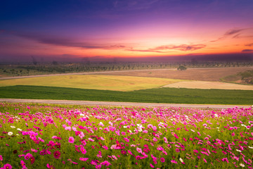 Cosmos field with sunrise at Chiangrai, Thailand.