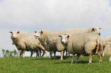 sheep herd standing on pasture