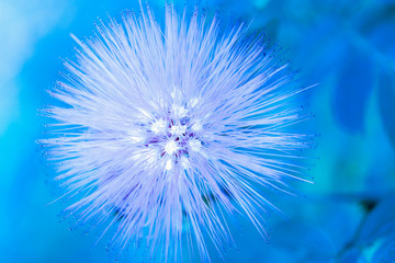 Fototapeta premium macro detail of blue fluorescent tropical flower in garden