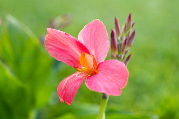 Beautiful pink flower background. Amazing view of bright  flowering  of spring day with green grass landscape.