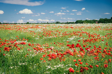 Field with poppy or papaver somniferum flowers