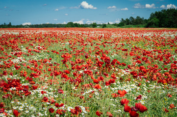 Poppy flowers field on sunny summer day