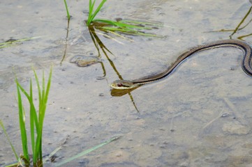 田んぼにシマヘビ