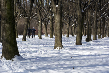 trees in the Park, walkway, row, winter, 2 of the skier, athlete