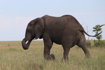Naklejka na ściany i meble African elephant