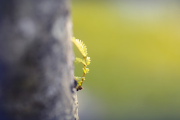 green young leaves close-up in spring morning. Shallow depth of field, Abstract background